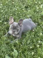 Lilly, a female French Bulldog for sale in Warsaw, IN – 4 of 4
