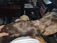 Henry, a male Miniature Dachshund for sale in Fort Smith, AR – 5 of 8