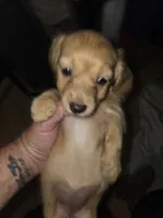 Jasmine, a female Miniature Dachshund for sale in Fort Smith, AR – 2 of 7