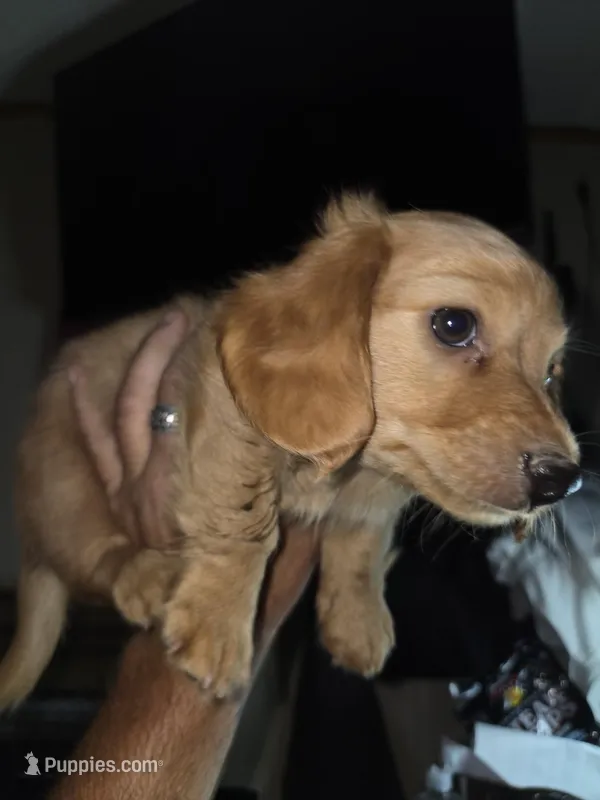 John – Miniature Dachshund puppy for sale in Fort Smith, AR