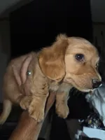 John, a female Miniature Dachshund for sale in Fort Smith, AR – 1 of 6