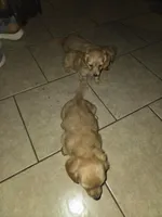 Henry, a male Miniature Dachshund for sale in Fort Smith, AR – 8 of 8