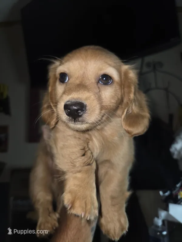 Henry – Miniature Dachshund puppy for sale in Fort Smith, AR