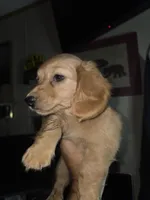 John, a female Miniature Dachshund for sale in Fort Smith, AR – 4 of 6
