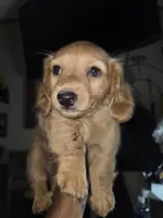 John, a female Miniature Dachshund for sale in Fort Smith, AR – 3 of 6