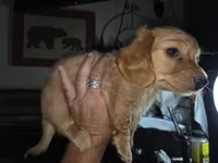 John, a female Miniature Dachshund for sale in Fort Smith, AR – 5 of 6