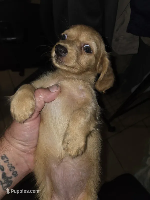 Jasmine – Miniature Dachshund puppy for sale in Fort Smith, AR