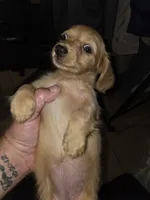 Jasmine, a female Miniature Dachshund for sale in Fort Smith, AR – 1 of 7
