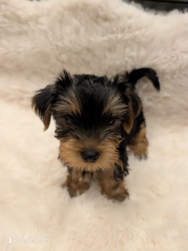 Comet – Yorkshire Terrier puppy for sale in Loxahatchee, FL