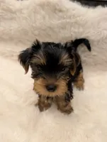 Comet, a male Yorkshire Terrier for sale in Loxahatchee, FL – 1 of 3