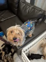 Comet, a male Yorkshire Terrier for sale in Loxahatchee, FL – 2 of 3