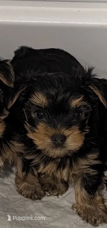 Twix – Yorkshire Terrier puppy for sale in Loxahatchee, FL