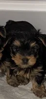 Twix, a male Yorkshire Terrier for sale in Loxahatchee, FL – 1 of 3