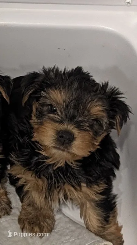 Kit Kat – Yorkshire Terrier puppy for sale in Loxahatchee, FL