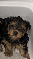 Kit Kat, a male Yorkshire Terrier for sale in Loxahatchee, FL – 1 of 3