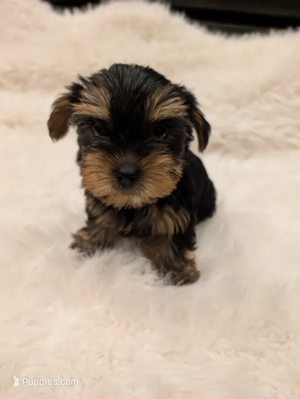 Stella – Yorkshire Terrier puppy for sale in Loxahatchee, FL