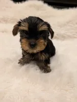 Stella, a female Yorkshire Terrier for sale in Loxahatchee, FL – 1 of 3