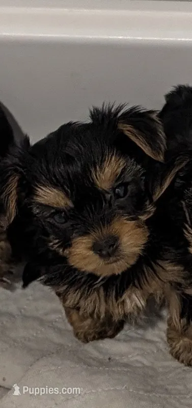 Skittles – Yorkshire Terrier puppy for sale in Loxahatchee, FL
