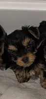 Skittles, a female Yorkshire Terrier for sale in Loxahatchee, FL – 1 of 3