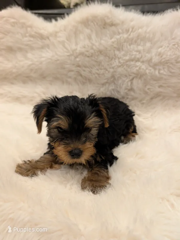 Luna – Yorkshire Terrier puppy for sale in Loxahatchee, FL