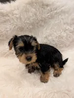 Mars, a male Yorkshire Terrier for sale in Loxahatchee, FL – 1 of 3