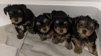 Twix, a male Yorkshire Terrier for sale in Loxahatchee, FL – 2 of 3