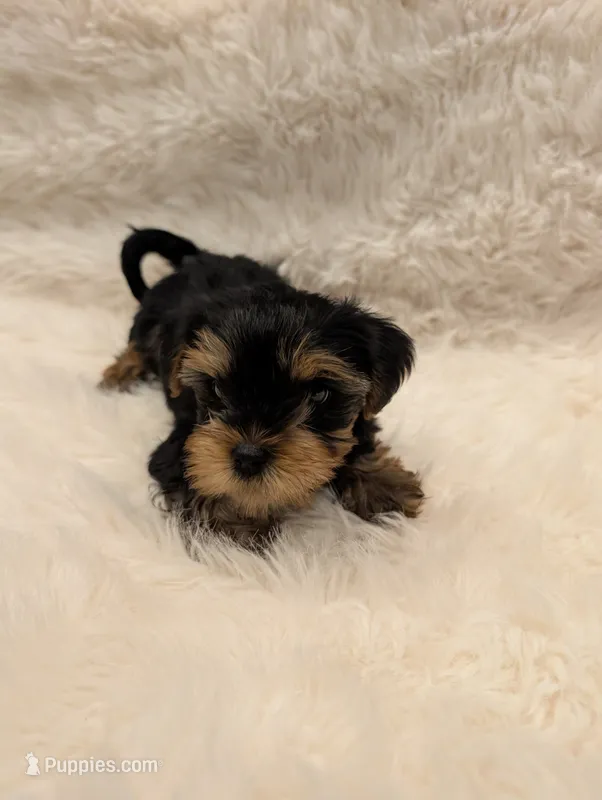 Jupiter – Yorkshire Terrier puppy for sale in Loxahatchee, FL