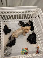 Venus, a female Yorkshire Terrier for sale in Loxahatchee, FL – 3 of 3