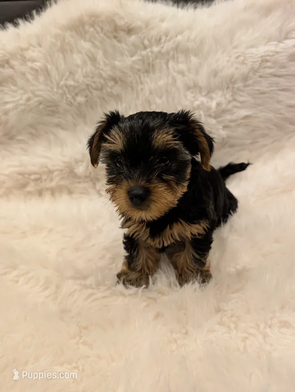 Venus – Yorkshire Terrier puppy for sale in Loxahatchee, FL