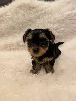 Venus, a female Yorkshire Terrier for sale in Loxahatchee, FL – 1 of 3