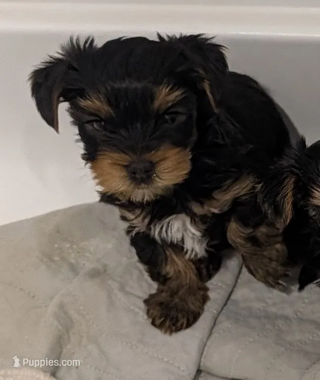 Reeses – Yorkshire Terrier puppy for sale in Loxahatchee, FL