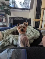 Mars, a male Yorkshire Terrier for sale in Loxahatchee, FL – 3 of 3