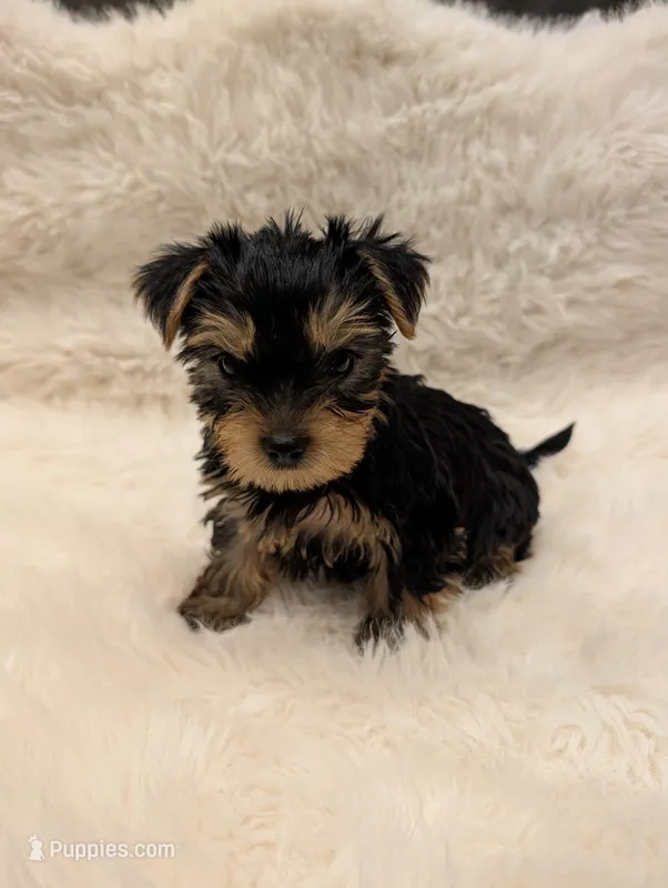 Orion – Yorkshire Terrier puppy for sale in Loxahatchee, FL
