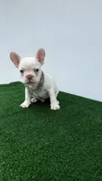 Mike, a male French Bulldog for sale in West Palm Beach, FL – 3 of 6