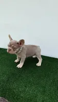 Milly , a female French Bulldog for sale in West Palm Beach, FL – 3 of 7