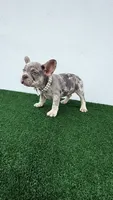 Camila , a female French Bulldog for sale in West Palm Beach, FL – 3 of 5