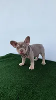 Vini , a male French Bulldog for sale in West Palm Beach, FL – 2 of 7