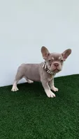 Milly , a female French Bulldog for sale in West Palm Beach, FL – 2 of 7