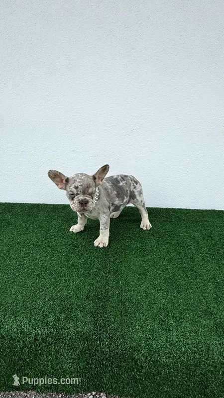 Camila  – French Bulldog puppy for sale in West Palm Beach, FL