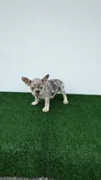 Camila , a female French Bulldog for sale in West Palm Beach, FL – 1 of 5