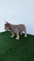 Vini , a male French Bulldog for sale in West Palm Beach, FL – 5 of 7