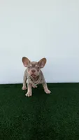 Vini , a male French Bulldog for sale in West Palm Beach, FL – 6 of 7