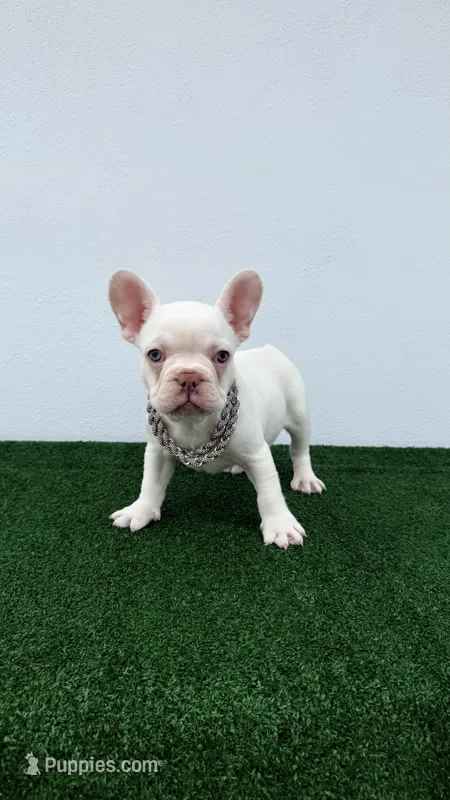 Mike – French Bulldog puppy for sale in West Palm Beach, FL