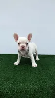 Mike, a male French Bulldog for sale in West Palm Beach, FL – 1 of 6