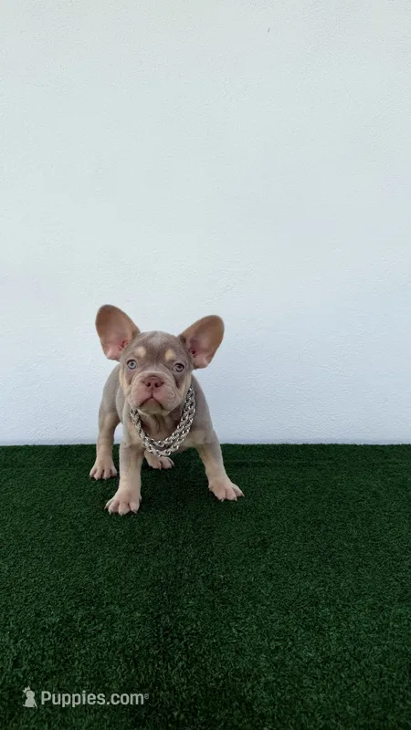 Vini  – French Bulldog puppy for sale in West Palm Beach, FL