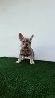 Milly , a female French Bulldog for sale in West Palm Beach, FL – 5 of 7