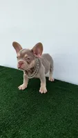 Vini , a male French Bulldog for sale in West Palm Beach, FL – 3 of 7