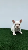 Mike, a male French Bulldog for sale in West Palm Beach, FL – 5 of 6