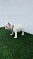 Mike, a male French Bulldog for sale in West Palm Beach, FL – 6 of 6