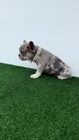 Camila , a female French Bulldog for sale in West Palm Beach, FL – 4 of 5
